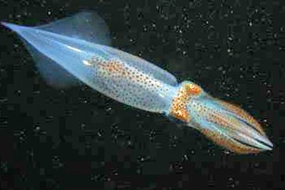 Alloteuthis_subulata(SG)_XL_k