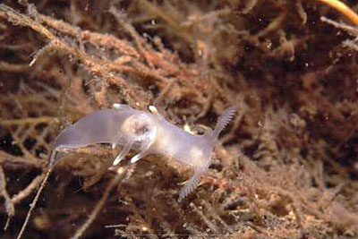 Ancula_gibbosa(DS)_001_XL_k