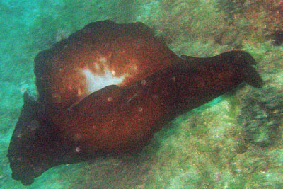 Aplysia_depilans_005_XL_k