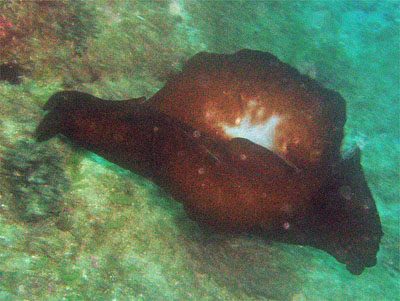 Aplysia_depilans_005_XL_k