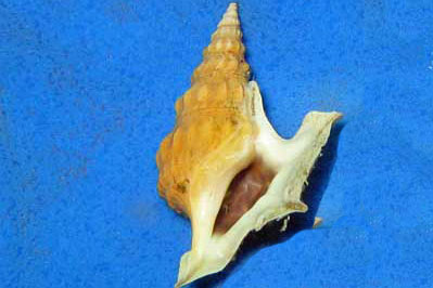 Aporrhais_pespelecani(SG)_001_XL_k