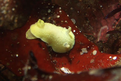 Cadlina_laevis_013_XL_k.jpg