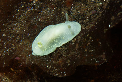 Cadlina_laevis_016_XL_k.jpg