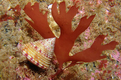 Calliostoma_zizyphinum001_XL_k
