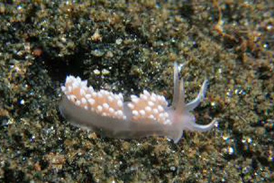 Catriona_gymnota(SG)_001_XL_k