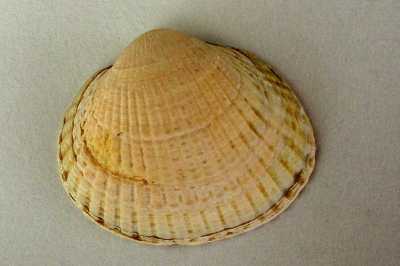 Cerastoderma_edule_002_k.jpg