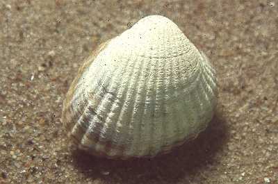 Cerastoderma_glaucum_002_XL_k