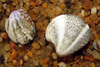 Chamelea_striatula_rb_001_XL_k