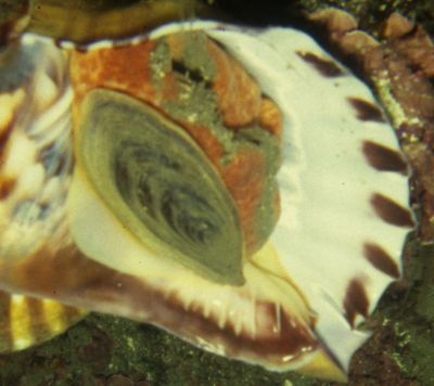 Charonia_lampas_Mündung_001_XL_k