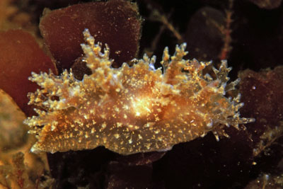 Dendronotus frondosus_ hellbraun_902_XL_k