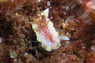 Diaphorodoris_luteocinctaSG_002_XL_k.jpg