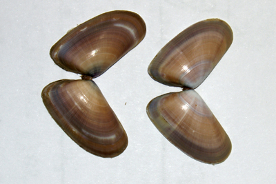 Donax_variegatus_003_XL_k.jpg
