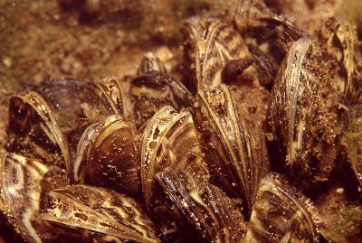 Dreissena_polymorpha_001_k