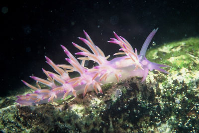 Edmundsella_pedata(FV)_002_XL_k