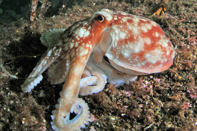 Eledone_cirrhosa6_XL_k