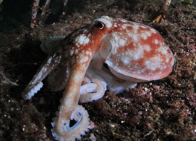 Eledone_cirrhosa(SG)6_k