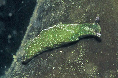 Elysia viridis(FV)_010_XL_k