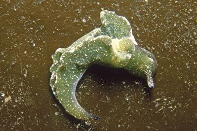 Elysia viridis_903_XL_k