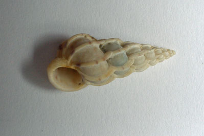 Epitonium_clathrus_001_XL_k