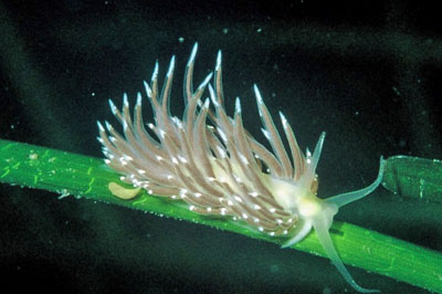 Fjodia_browni_(FV)_001_XL_k