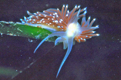 Fjordia_browni_001_XL_k