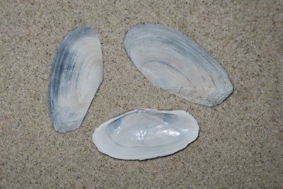 Gari_fervensis(RB)_001_k