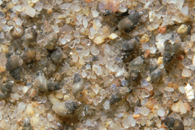 Hydrobia_ulvae_902_XL_k