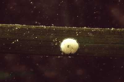 Lacuna_vincta(Laich)_901_XL_k