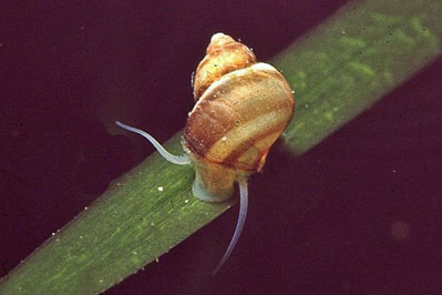 Lacuna_vincta_901_XL_k