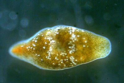 Limapontia_capitata_044_XL_k