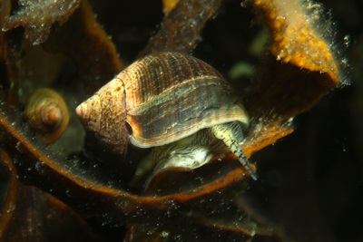 Gemeine Strandschnecke unterwasserweltnordsee