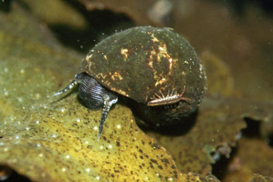 Littorina_littorea_903_XL_k