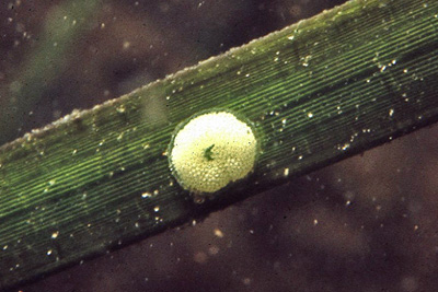 Littorina_littorea_Laich_903_XL_k