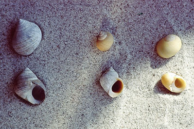 Littorinae_3x_901_XL_k