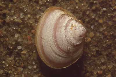 Macoma_baltica_901_XL_k