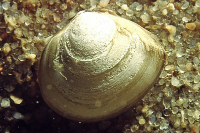 Macoma_calcarea_901_XL_k