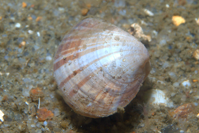 Mactra_stultorum_501_XL_k.jpg