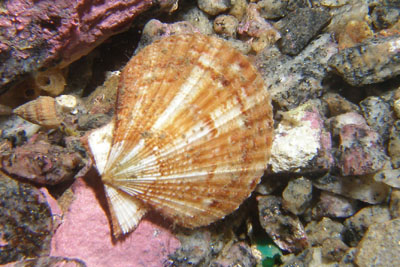 Mimachlamys_varia_501_XL_k.jpg