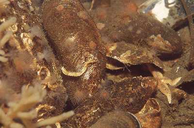 Modiolus_modiolus_001_k