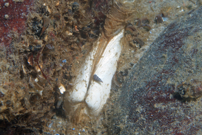 Mya_arenaria_001_XL_k.jpg