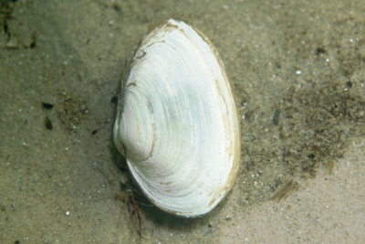 Mya_arenaria_904_XL_k