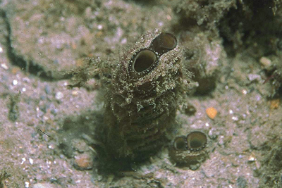 Mya_truncata_002_XL_k