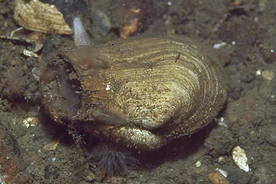 Mya_truncata_003_XL_k