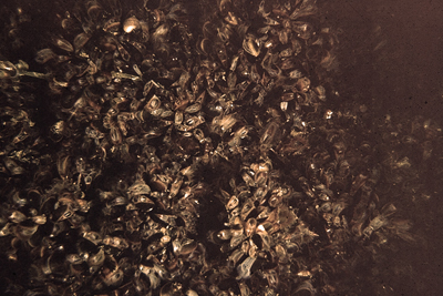 Mytilus_edulis_901_XL_k