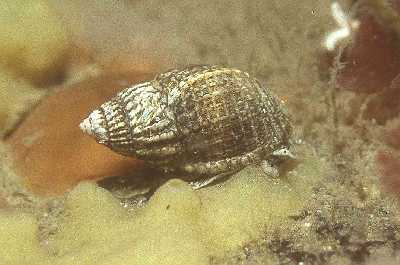 Nassarius_reticulatus_001_XL_k