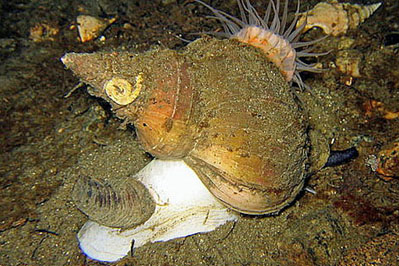 Neptunea_despecta(SG)_001_XL_k