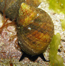 Nucella_lapillus(SG)_001_XL_k