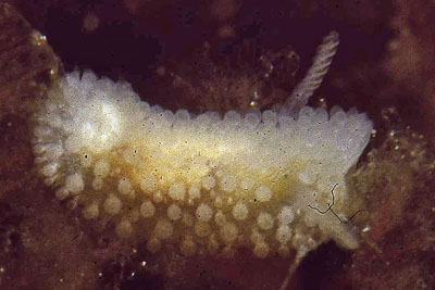 Onchidoris_muricata_901_XL_k.jpg