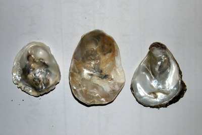 Ostrea_edulis_006_XL_k.jpg