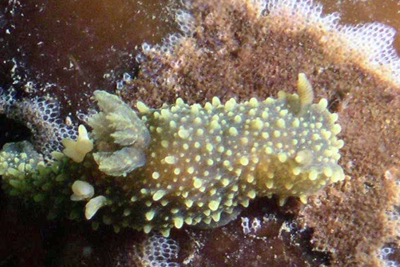 Palio_dubia(VB)_001_XL_k